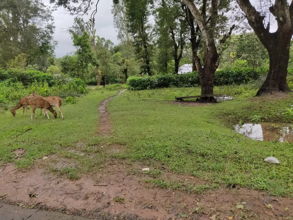 Photo of Nagarhole National Park, Hunsur, Karnataka, India by Urvashi Rana