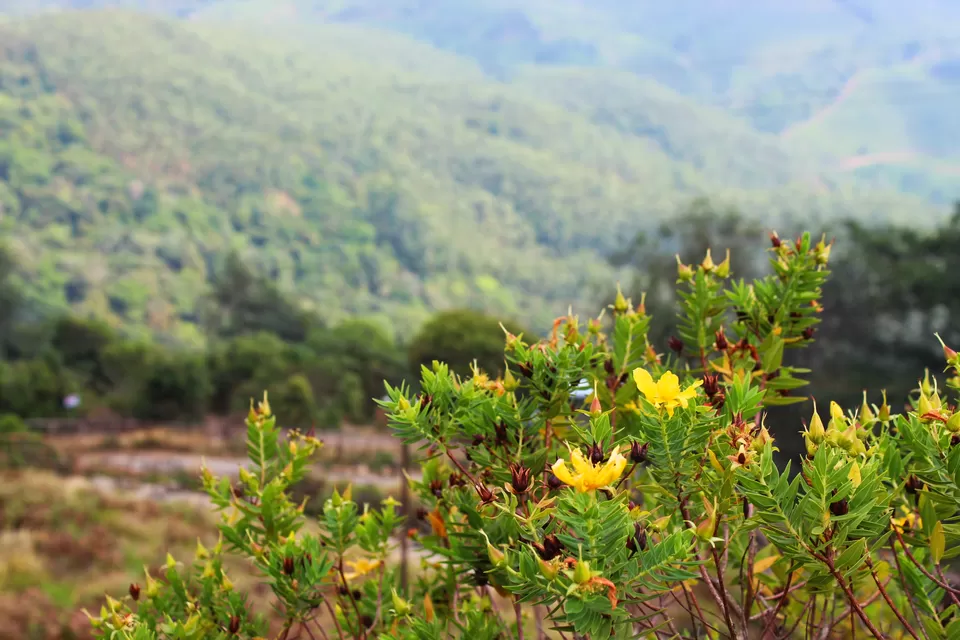 Photo of Munnar Hill Station By The Talking Bee - Sneha Dalvi