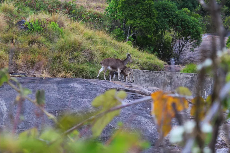 Photo of Munnar Hill Station By The Talking Bee - Sneha Dalvi
