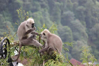Photo of Life Through Aby's Lens: A day in The Queen of Hills : Shimla 19/23 by Abhay Banthia
