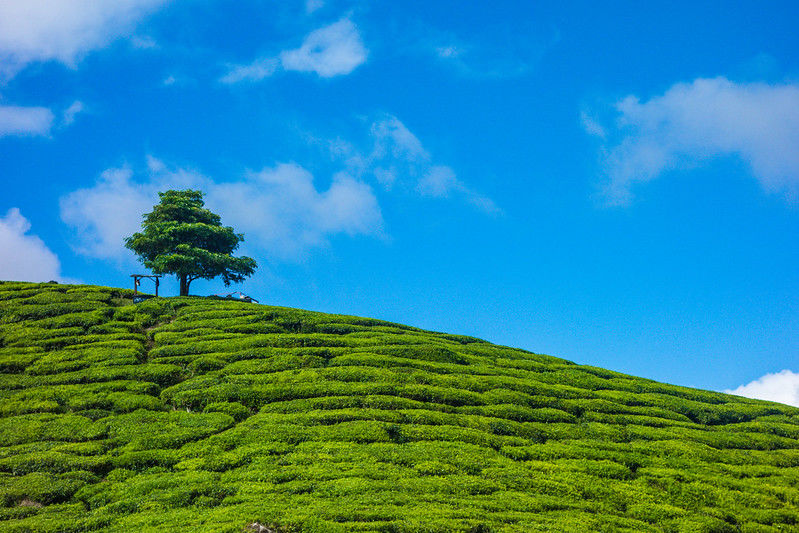 Photo of 5 Days in Cameron Highlands and 5 Things I Loved about It! by Shraddhanvita Tiwari