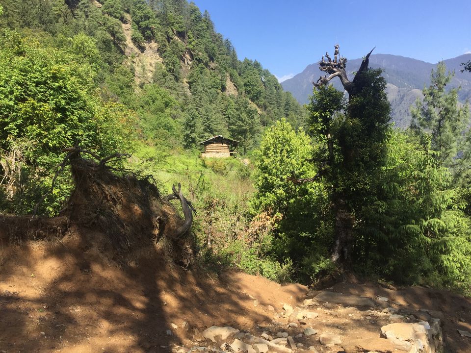 Photo of Kedarkantha Trek - An unforgettable experience 23/76 by Paromita Dutta