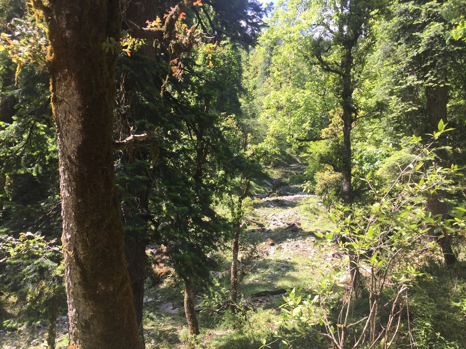 Photo of Kedarkantha Trek - An unforgettable experience 25/76 by Paromita Dutta