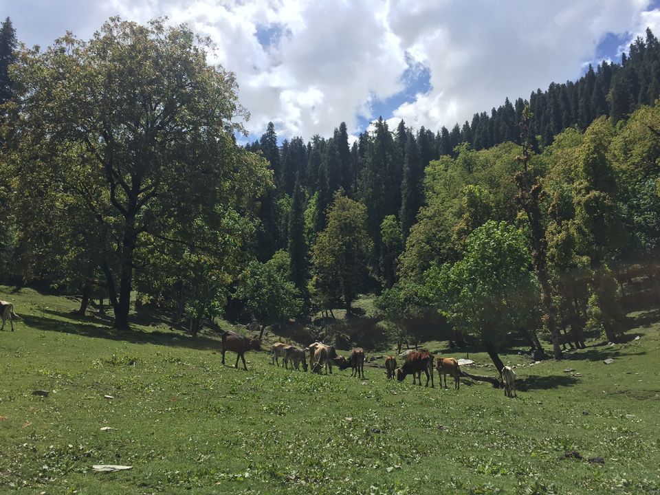 Photo of Kedarkantha Trek - An unforgettable experience 30/76 by Paromita Dutta