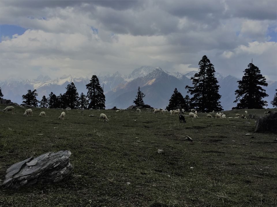 Photo of Trek to Pangarchulla 21/49 by Paromita Dutta
