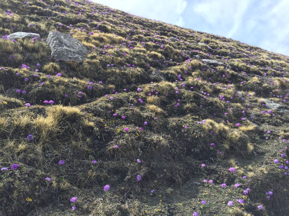 Photo of Trek to Pangarchulla 43/49 by Paromita Dutta