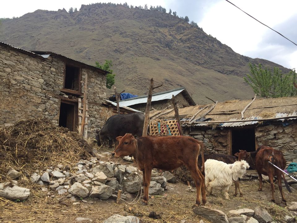 Photo of Trek to Pangarchulla 47/49 by Paromita Dutta