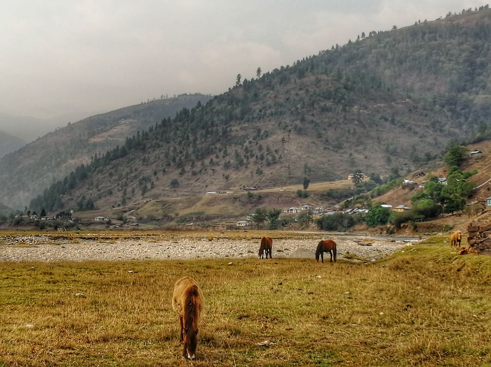 Photo of Sangti by Prasenjeet Sadhu