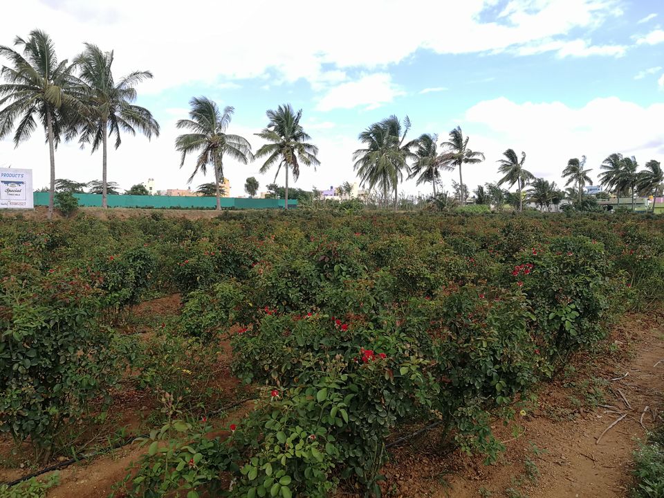 Photo of A short trip to Kelavarapalli Dam,Hosur by Prasenjeet Sadhu