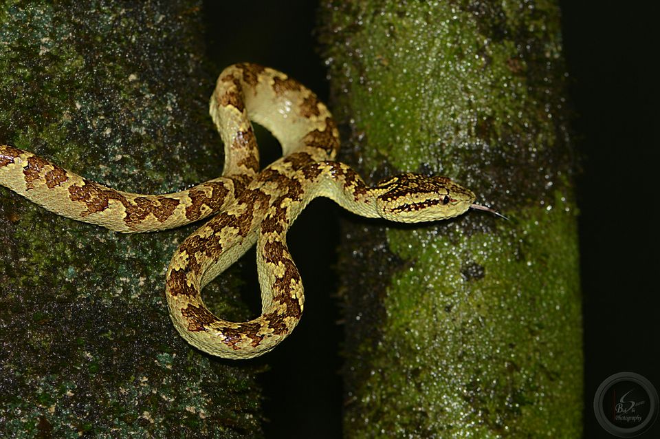 Photo of Amboli, Maharashtra, India by Saurav Bakshi