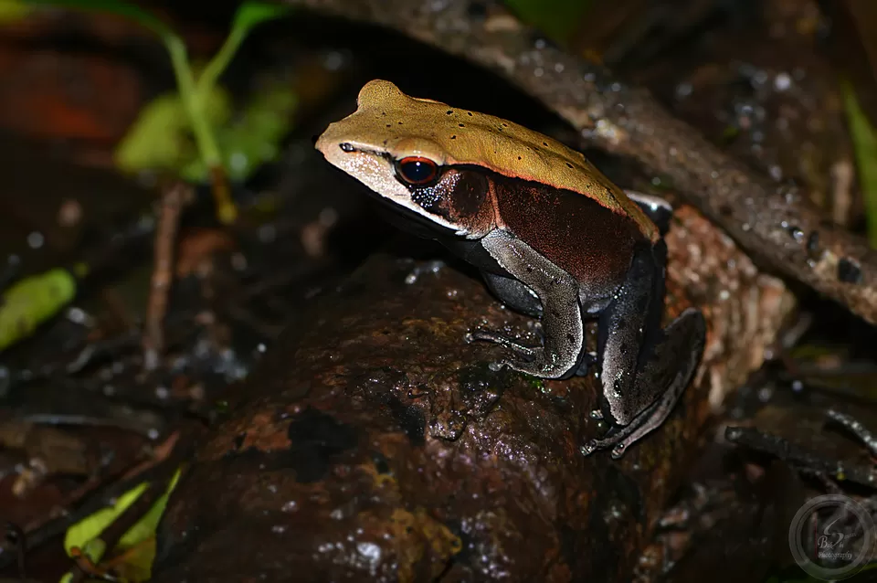 Photo of Amboli, Maharashtra, India by Saurav Bakshi