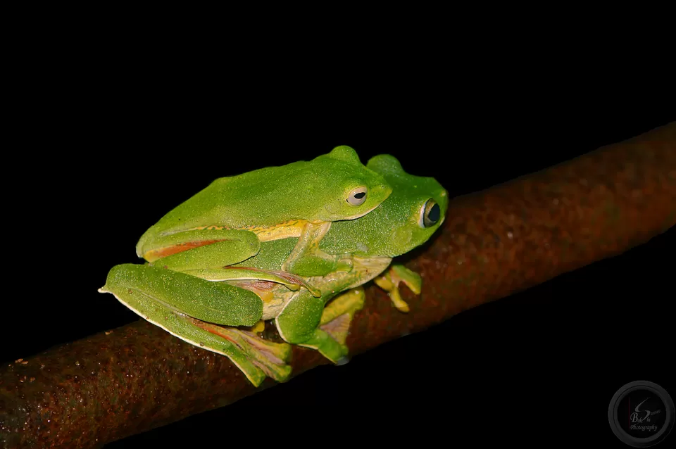Photo of Amboli, Maharashtra, India by Saurav Bakshi