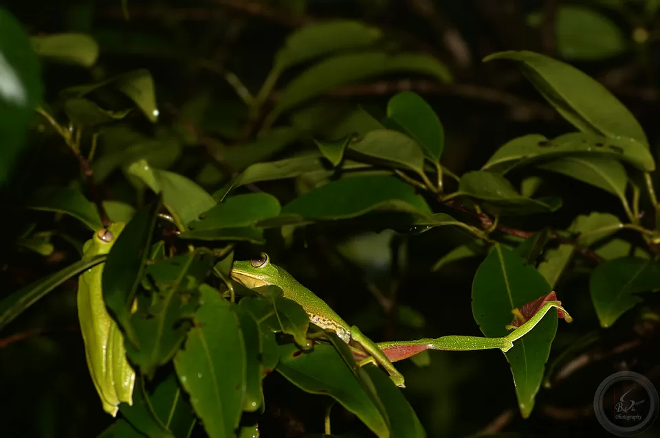 Photo of Amboli, Maharashtra, India by Saurav Bakshi