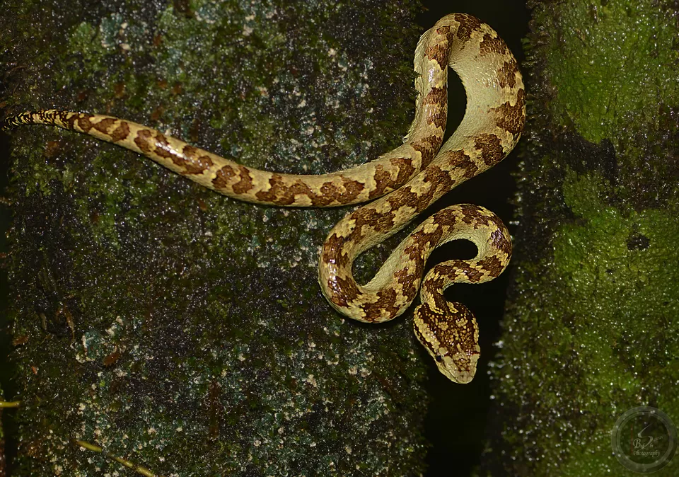 Photo of Amboli, Maharashtra, India by Saurav Bakshi