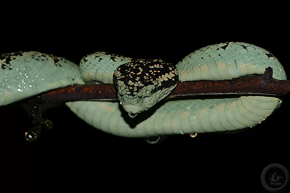 Photo of Amboli, Maharashtra, India by Saurav Bakshi