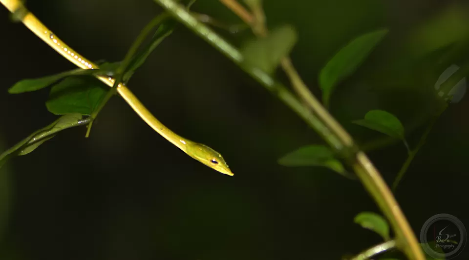Photo of Amboli, Maharashtra, India by Saurav Bakshi