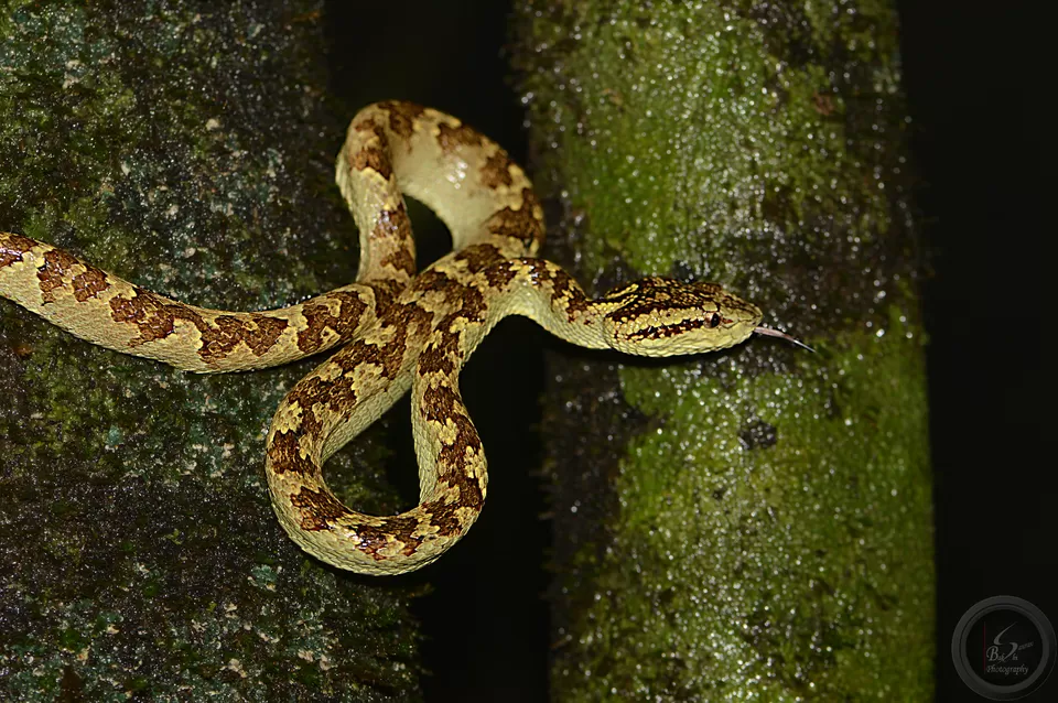 Photo of Amboli, Maharashtra, India by Saurav Bakshi