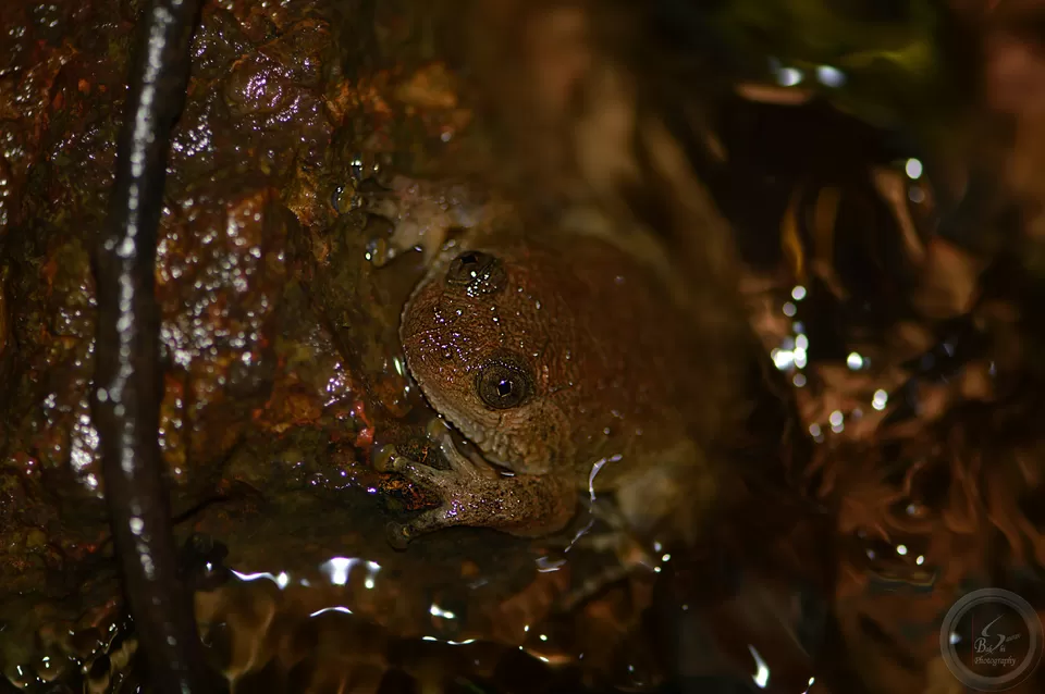 Photo of Amboli, Maharashtra, India by Saurav Bakshi