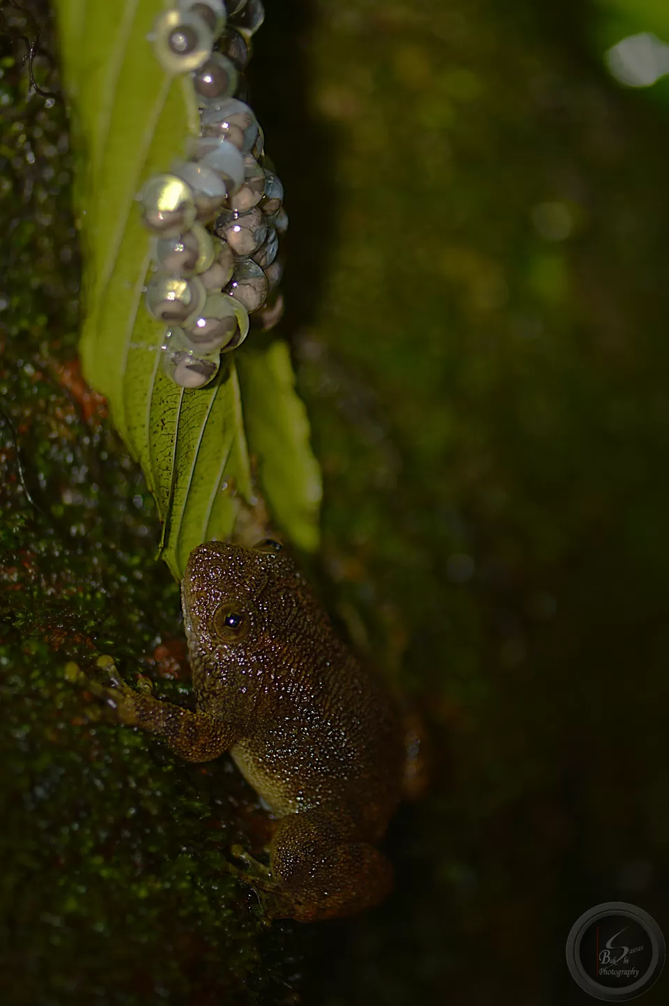 Photo of Amboli, Maharashtra, India by Saurav Bakshi