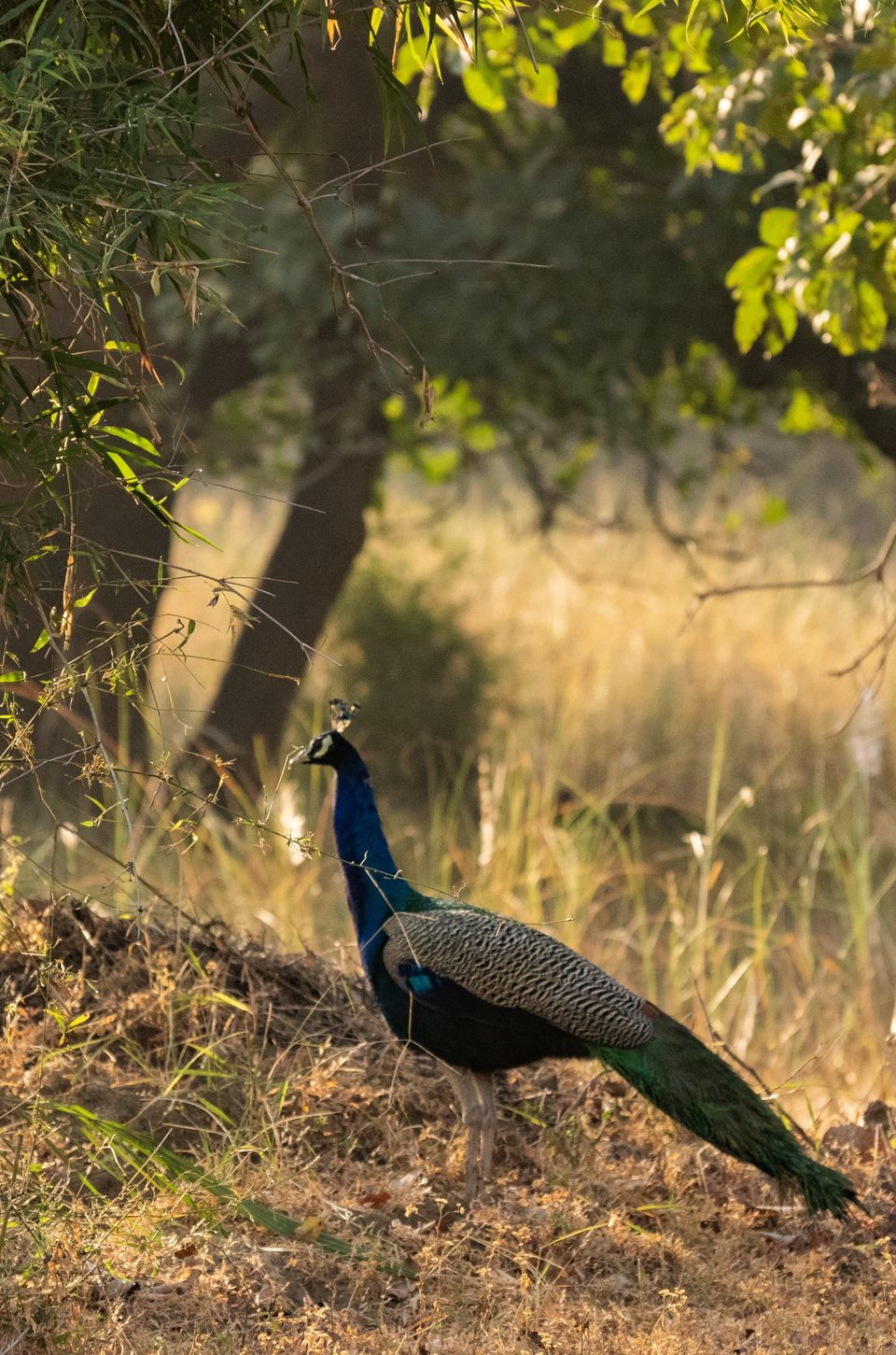 Photo of Bandhavgarh National Park, Tala by Anindita Chakrabarty