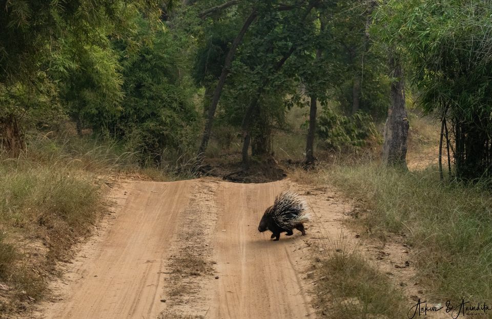 Photo of Bandhavgarh National Park, Tala by Anindita Chakrabarty