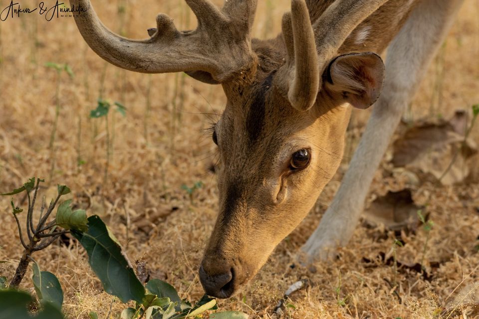 Photo of Bandhavgarh National Park, Tala by Anindita Chakrabarty