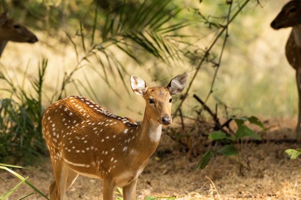 Photo of Bandhavgarh National Park, Tala by Anindita Chakrabarty