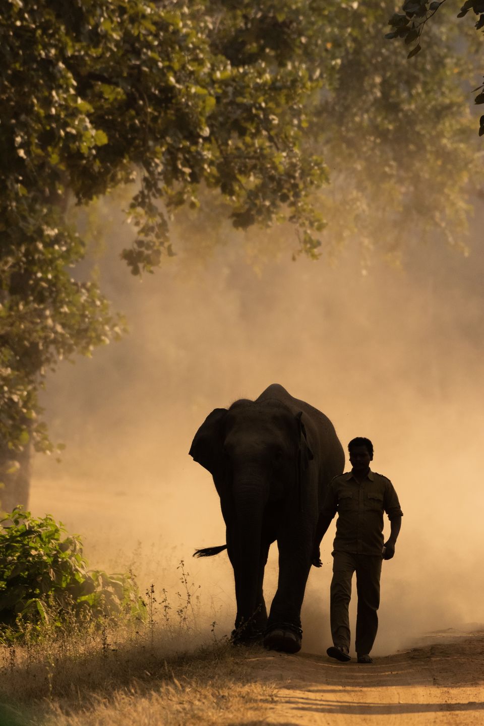Photo of Bandhavgarh National Park, Tala by Anindita Chakrabarty