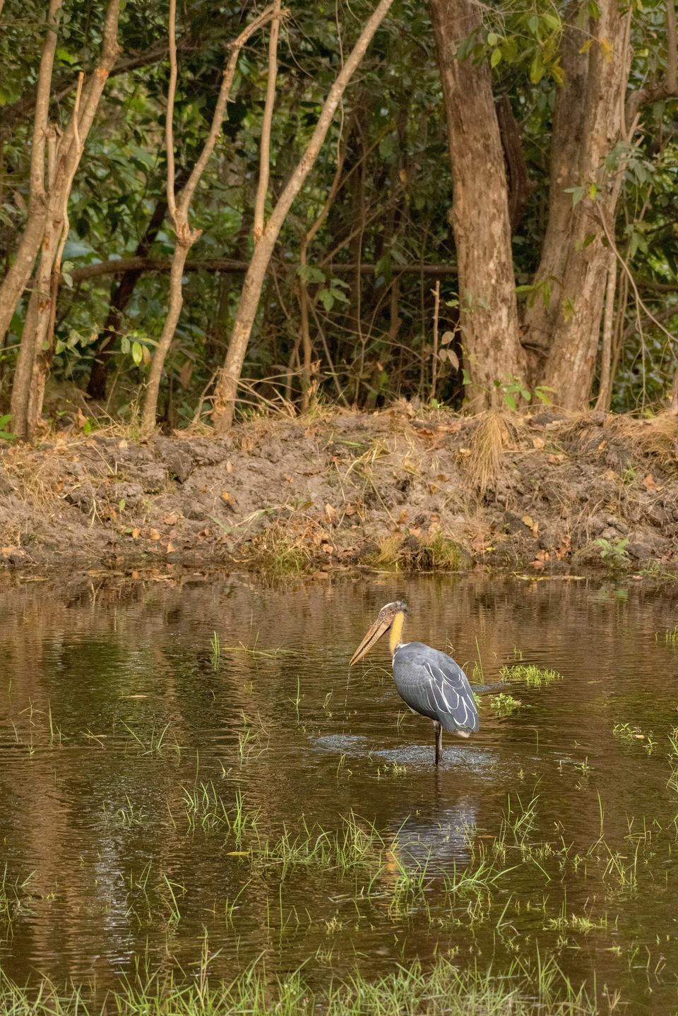 Photo of Bandhavgarh National Park, Tala by Anindita Chakrabarty