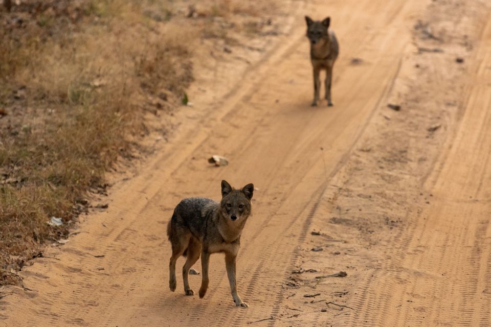 Photo of Bandhavgarh National Park, Tala by Anindita Chakrabarty