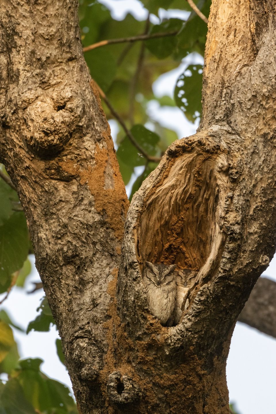 Photo of Bandhavgarh National Park, Tala by Anindita Chakrabarty