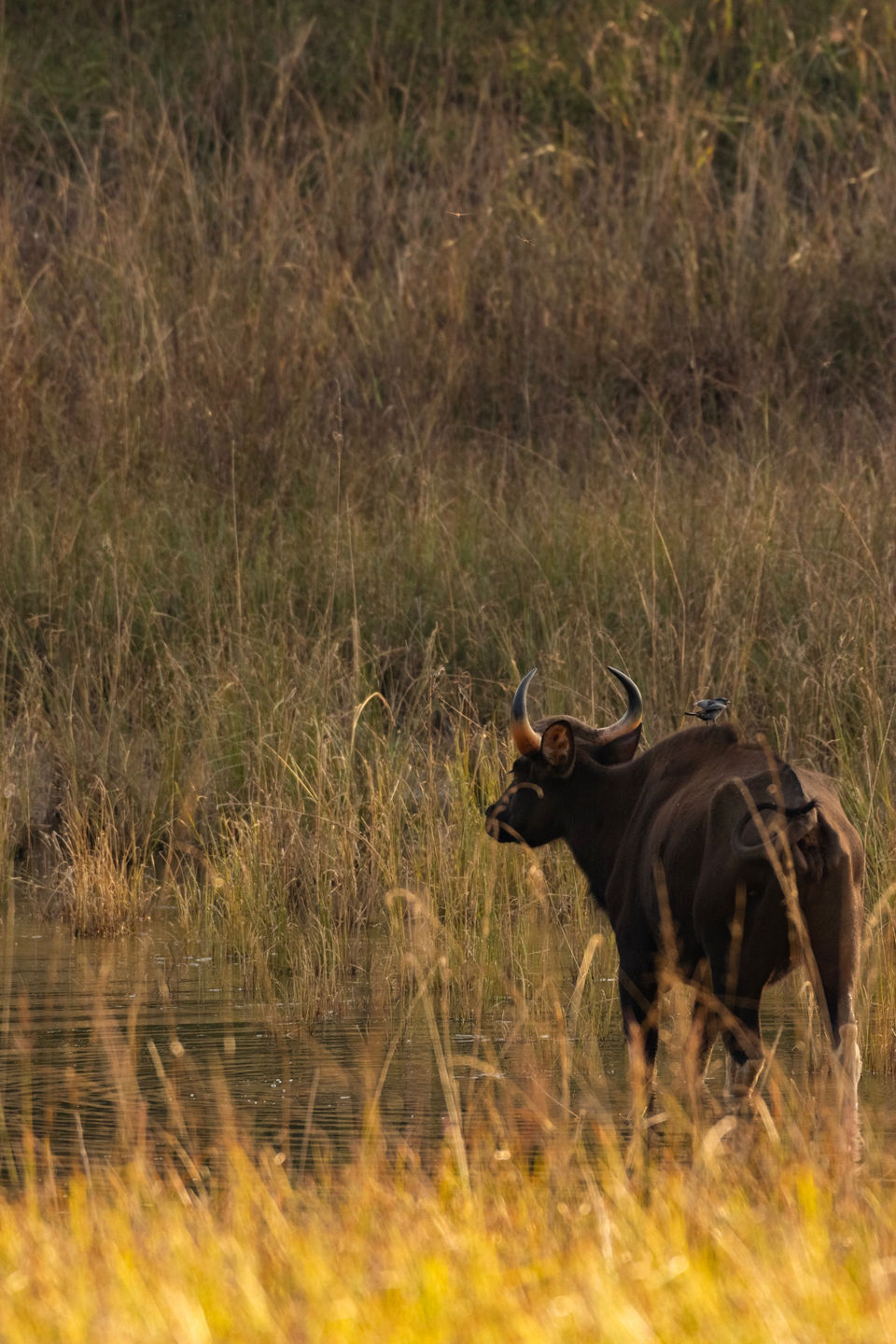 Photo of Bandhavgarh National Park, Tala by Anindita Chakrabarty