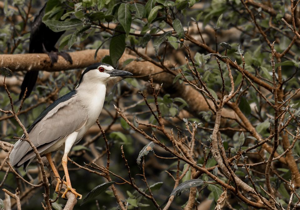 Photo of Ranganathittu Bird Sanctuary, Karimanti by Anindita Chakrabarty