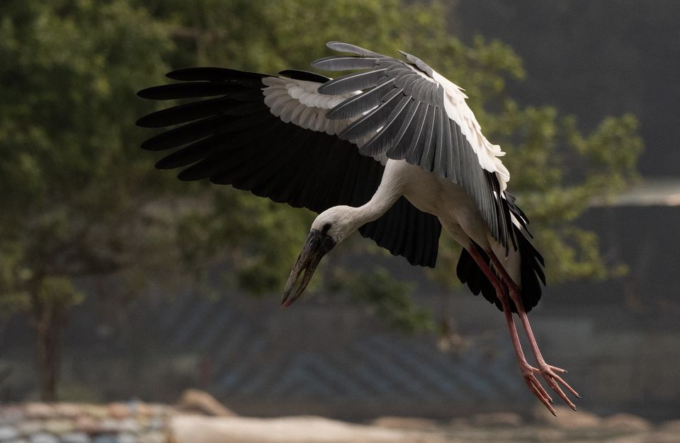 Photo of Ranganathittu Bird Sanctuary, Karimanti by Anindita Chakrabarty