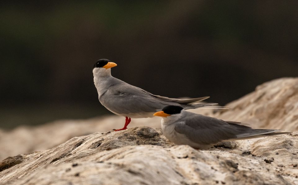 Photo of Ranganathittu Bird Sanctuary, Karimanti by Anindita Chakrabarty