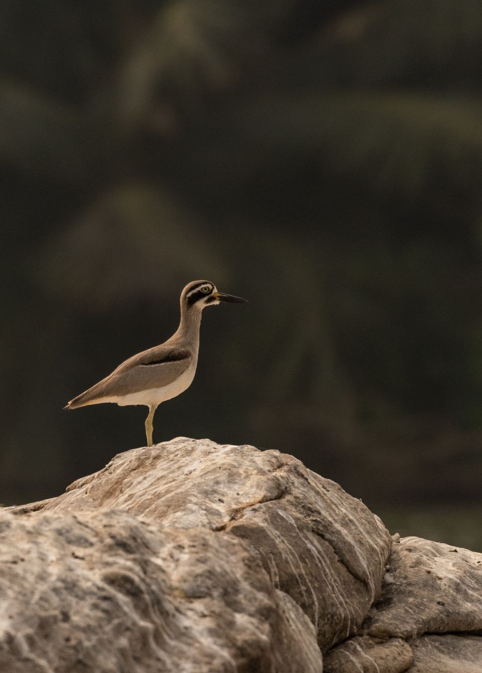 Photo of Ranganathittu Bird Sanctuary, Karimanti by Anindita Chakrabarty