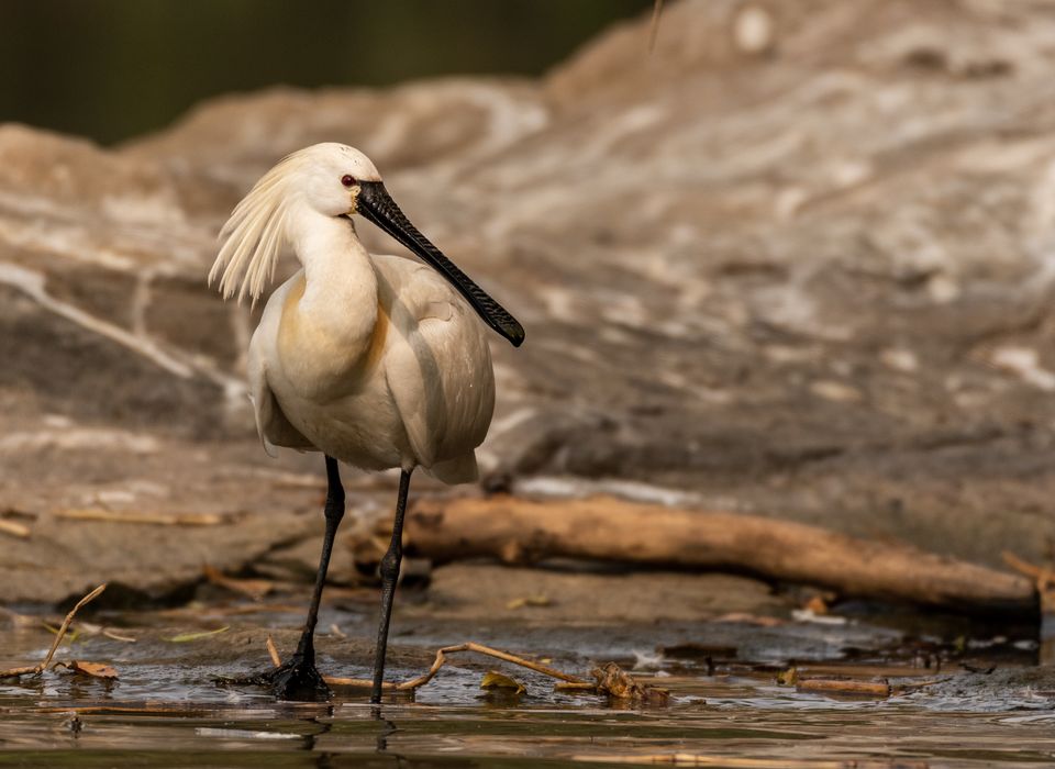 Photo of Ranganathittu Bird Sanctuary, Karimanti by Anindita Chakrabarty