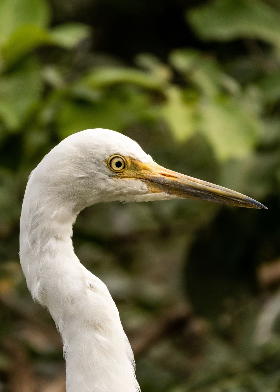 Photo of Ranganathittu Bird Sanctuary, Karimanti by Anindita Chakrabarty