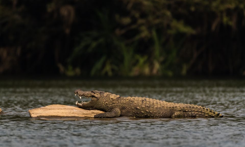 Photo of Ranganathittu Bird Sanctuary, Karimanti by Anindita Chakrabarty