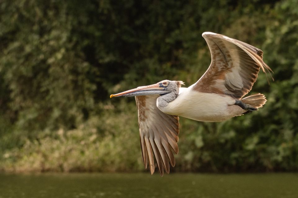 Photo of Ranganathittu Bird Sanctuary, Karimanti by Anindita Chakrabarty