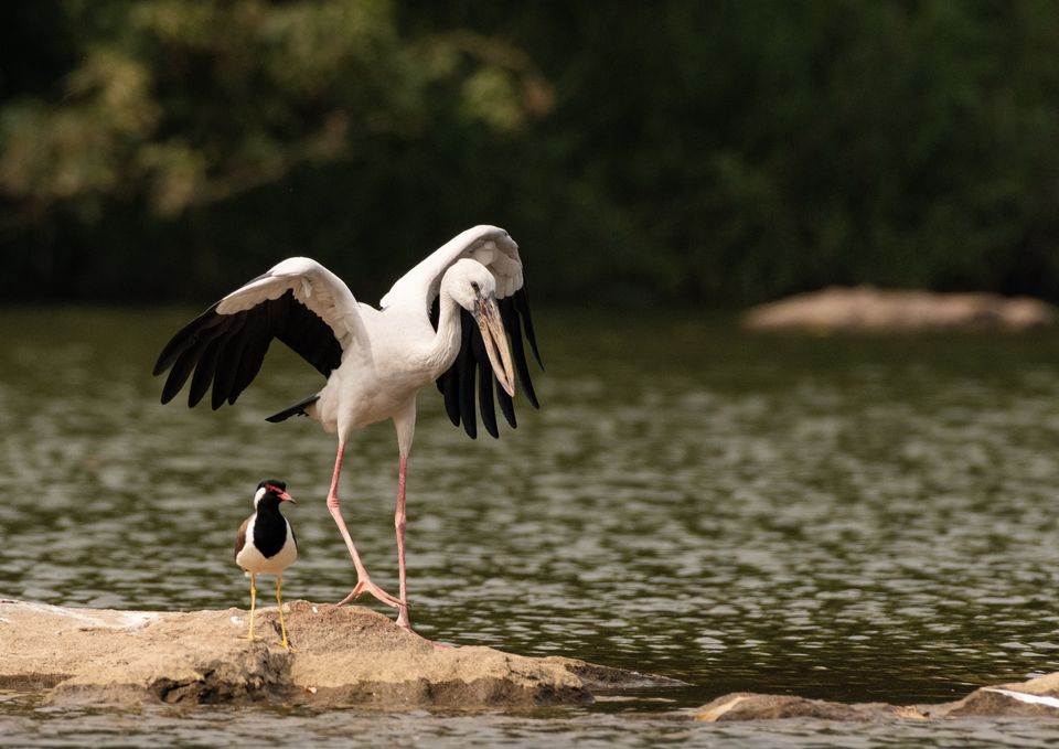 Photo of Ranganathittu Bird Sanctuary, Karimanti by Anindita Chakrabarty
