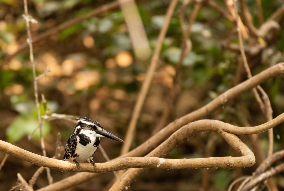Photo of Ranganathittu Bird Sanctuary, Karimanti by Anindita Chakrabarty