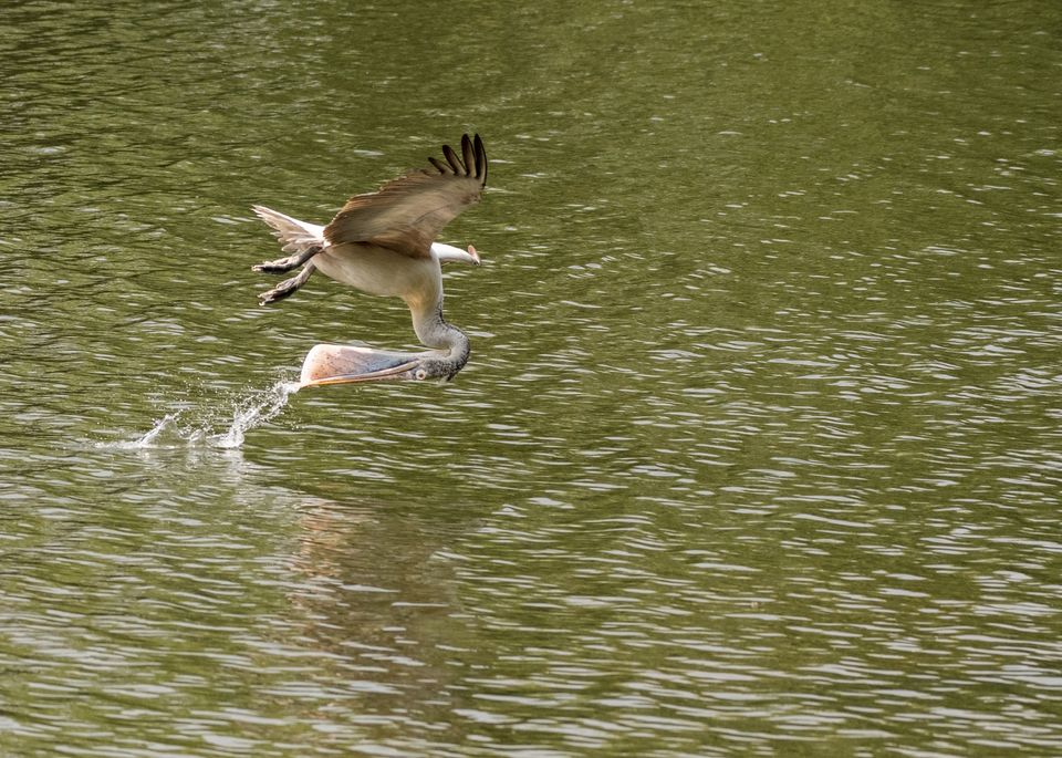 Photo of Ranganathittu Bird Sanctuary, Karimanti by Anindita Chakrabarty