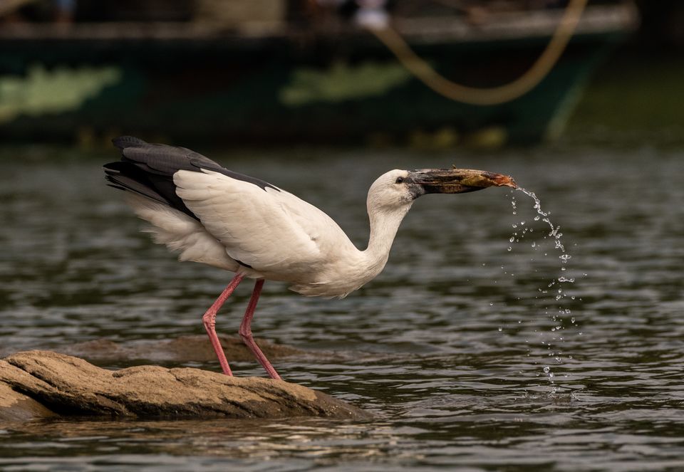Photo of Ranganathittu Bird Sanctuary, Karimanti by Anindita Chakrabarty