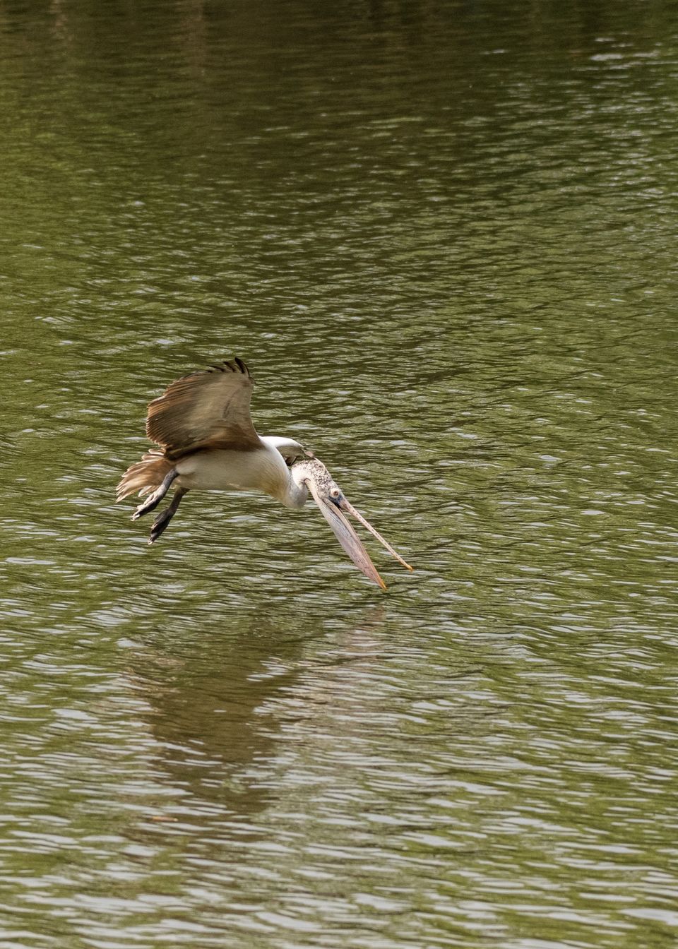 Photo of Ranganathittu Bird Sanctuary, Karimanti by Anindita Chakrabarty