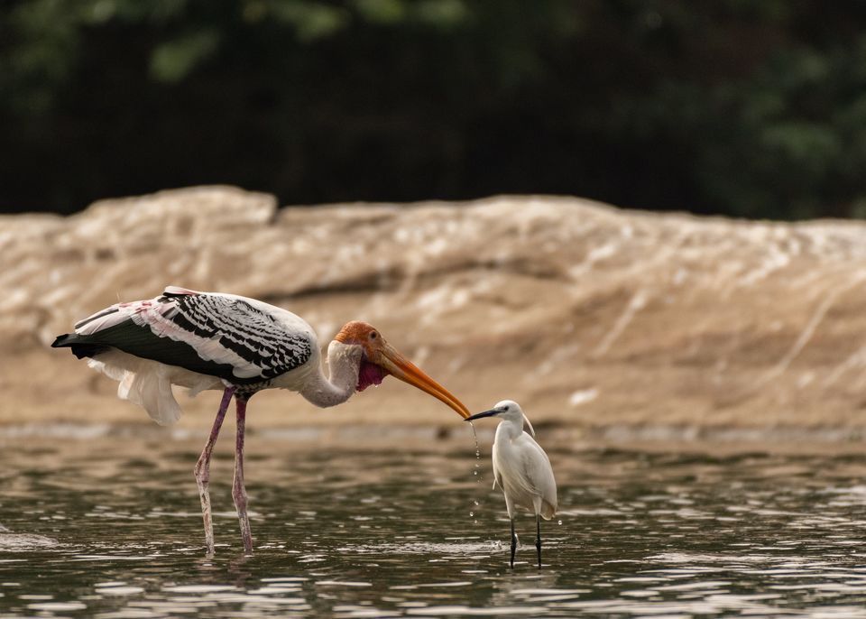 Photo of Ranganathittu Bird Sanctuary, Karimanti by Anindita Chakrabarty