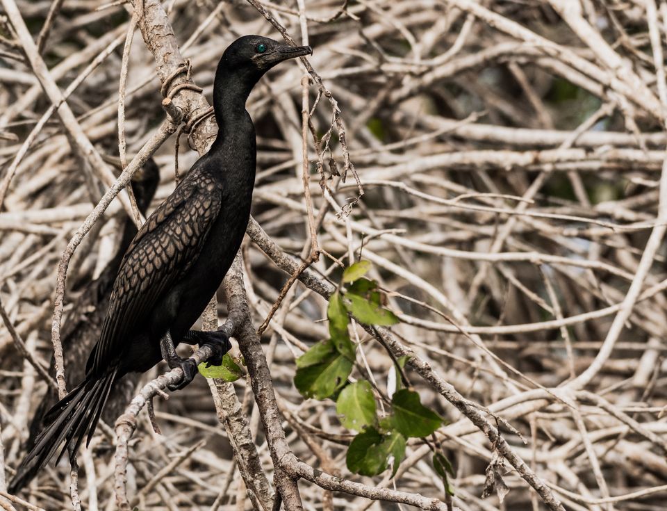 Photo of Ranganathittu Bird Sanctuary, Karimanti by Anindita Chakrabarty