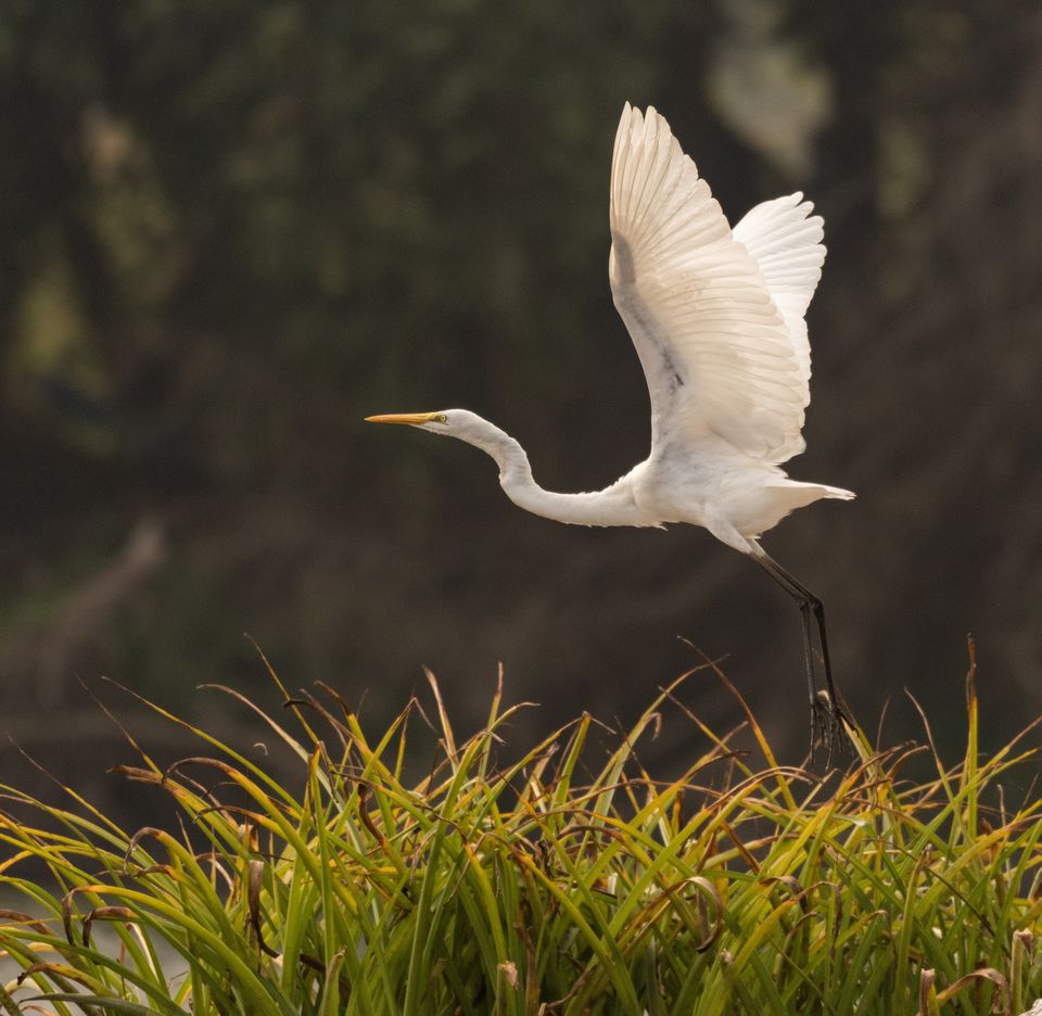 Photo of Ranganathittu Bird Sanctuary, Karimanti by Anindita Chakrabarty