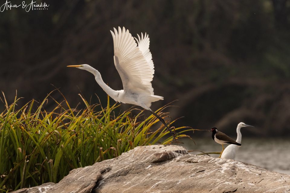 Photo of Ranganathittu Bird Sanctuary, Karimanti by Anindita Chakrabarty