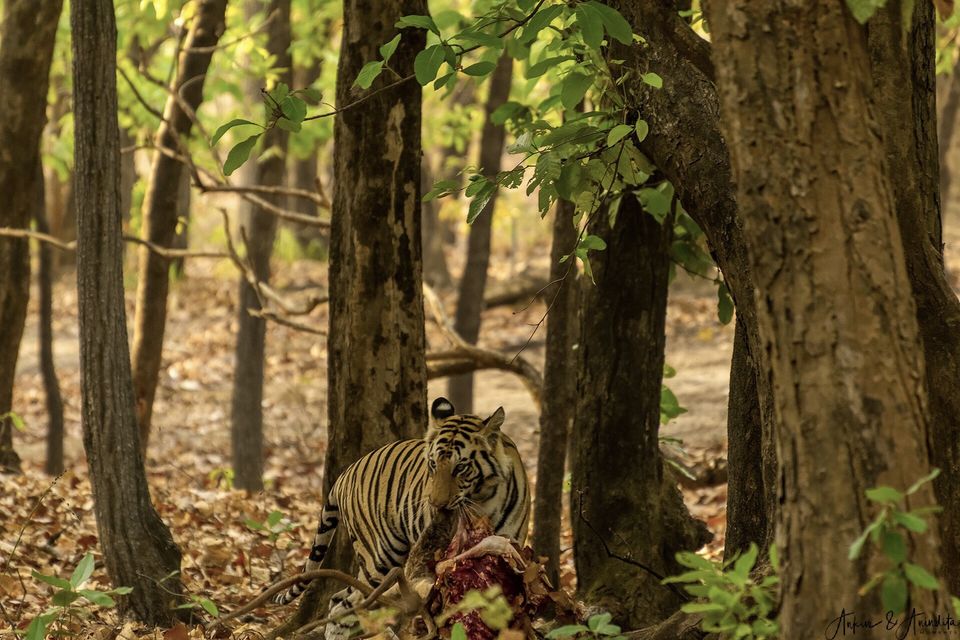 Photo of Bandhavgarh National Park, Tala by Anindita Chakrabarty
